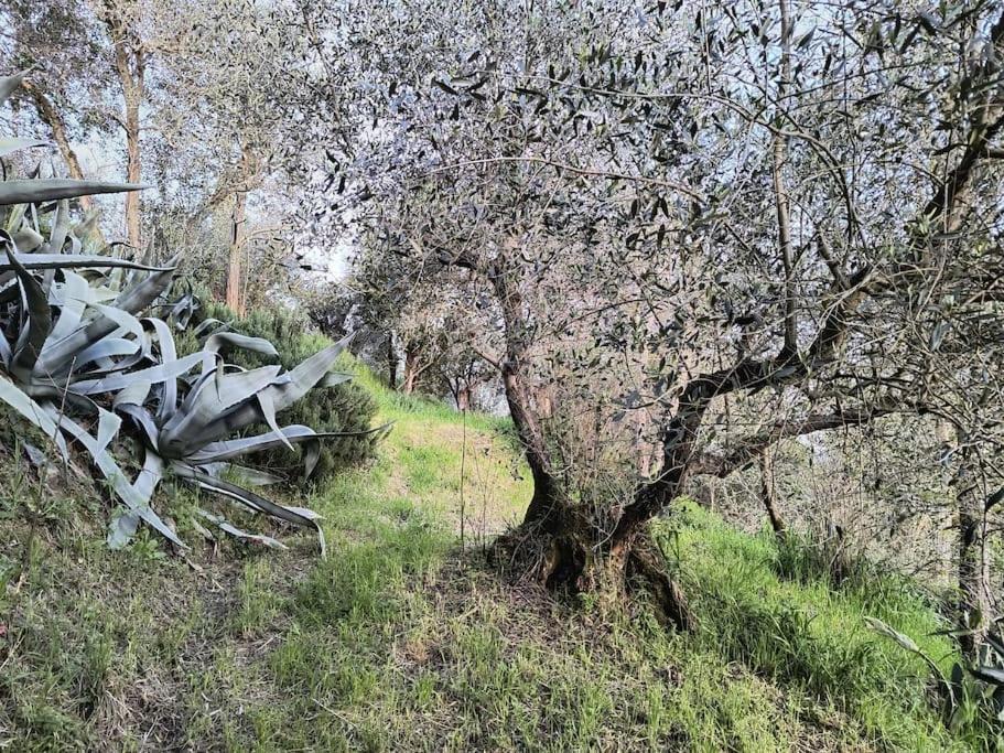 Il Cestino Di Ciliege Holiday home *